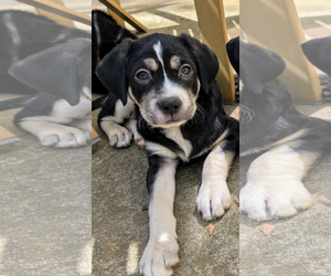 Labrador Retriever-Mountain Cur Mix Dogs for adoption in Caribou, ME, USA
