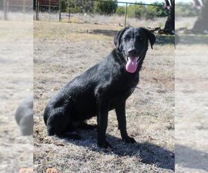 Borador Dogs for adoption in Junction, TX, USA