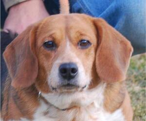 Beagle Dogs for adoption in Chesapeake City, MD, USA