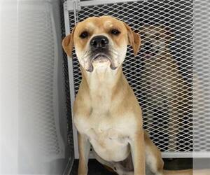 Mastiff Dogs for adoption in Bakersfield, CA, USA