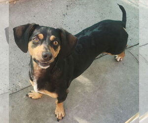 Dachshund-Unknown Mix Dogs for adoption in Mission Viejo, CA, USA