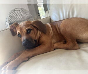 Boxer-Unknown Mix Dogs for adoption in Burnsville, MN, USA