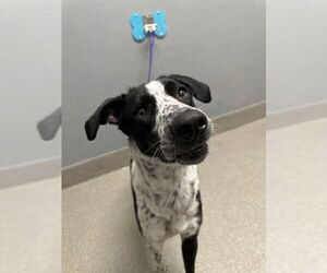Australian Shepherd-Unknown Mix Dogs for adoption in Las Vegas, NV, USA