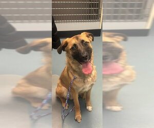 Black Mouth Cur-German Shepherd Dog Mix Dogs for adoption in London, Ontario, Canada