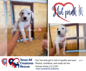 Italian Greyhound-Labrador Retriever Mix Dogs for adoption in Lillian, TX, USA