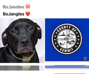 American Pit Bull Terrier-Labrador Retriever Mix Dogs for adoption in Akron, OH, USA
