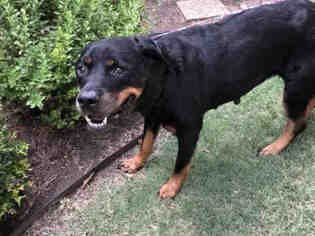 Medium Photo #1 Rottweiler-Unknown Mix Puppy For Sale in Plano, TX, USA