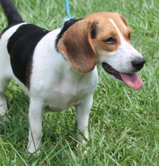 Beagle Dogs for adoption in Prattville, AL, USA