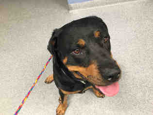 Rottweiler Dogs for adoption in Orange, CA, USA