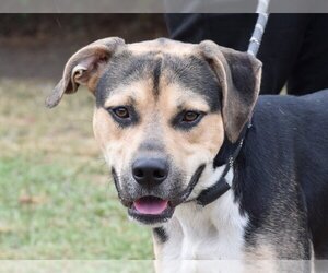 Mutt Dogs for adoption in Anniston, AL, USA