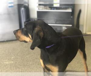 Black and Tan Coonhound Dogs for adoption in Fruit Heights, UT, USA