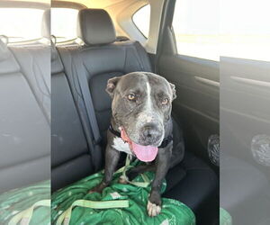 American Pit Bull Terrier Dogs for adoption in Chandler, AZ, USA