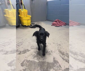 Chihuahua-Unknown Mix Dogs for adoption in Tallahassee, FL, USA