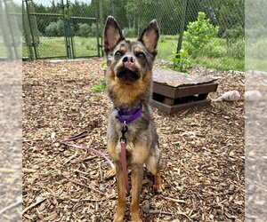 German Shepherd Dog-Unknown Mix Dogs for adoption in Waterford, VA, USA