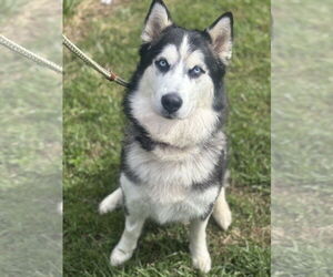 Siberian Husky Dogs for adoption in Manahawkin, NJ, USA