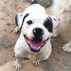 Bulldog Dogs for adoption in Simpsonville, SC, USA