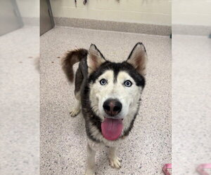 Siberian Husky Dogs for adoption in Brighton, CO, USA