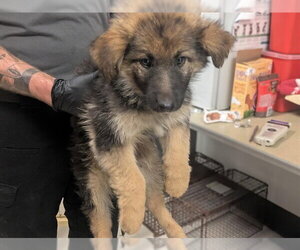 German Shepherd Dog Dogs for adoption in Corona, CA, USA