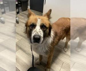 German Shepherd Dog-Unknown Mix Dogs for adoption in Redlands, CA, USA