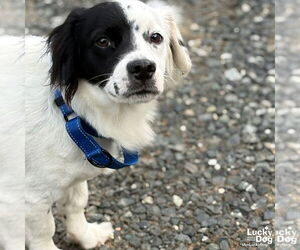 Schweenie Dogs for adoption in Washington, DC, USA