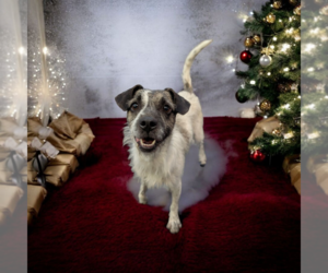 Mutt Dogs for adoption in Vail, AZ, USA