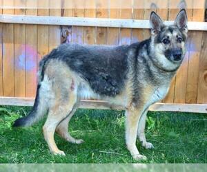 German Shepherd Dog Dogs for adoption in West Valley, UT, USA