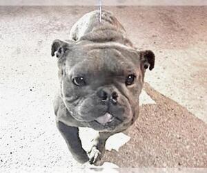 French Bulldog Dogs for adoption in Houston, TX, USA