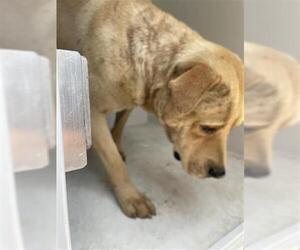 American Pit Bull Terrier Dogs for adoption in Houston, TX, USA