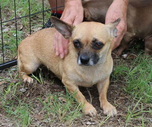 Chug Dogs for adoption in Bandera, TX, USA