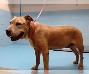 American Pit Bull Terrier-Unknown Mix Dogs for adoption in Moreno Valley, CA, USA