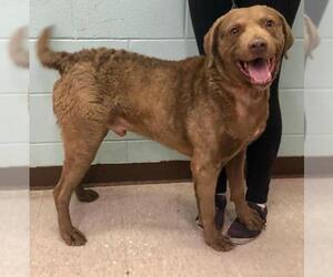Chesapeake Bay Retriever Dogs for adoption in Fargo, ND, USA