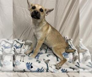 Mutt Dogs for adoption in Modesto, CA, USA