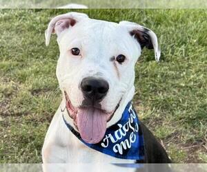 American Pit Bull Terrier Dogs for adoption in Pueblo, CO, USA