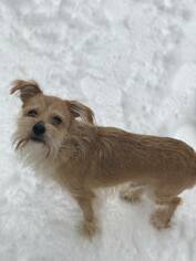 ShiChi Dogs for adoption in Buffalo, NY, USA