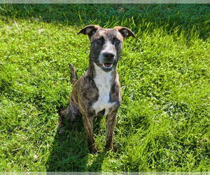 American Pit Bull Terrier-Unknown Mix Dogs for adoption in Yuba City, CA, USA