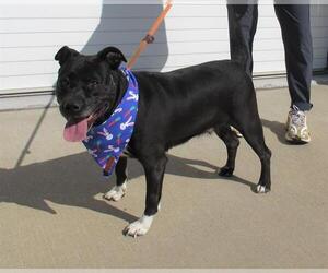 American Pit Bull Terrier-Labrador Retriever Mix Dogs for adoption in Louisville, KY, USA