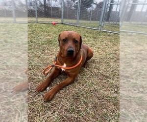 Labrador Retriever-Unknown Mix Dogs for adoption in Louisville, KY, USA