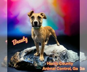 Boxer-Unknown Mix Dogs for adoption in Hamilton, GA, USA