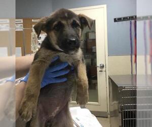 German Shepherd Dog-Unknown Mix Dogs for adoption in Riverside, CA, USA