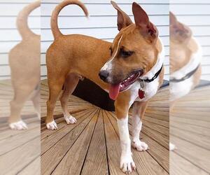 Basenji-Boxer Mix Dogs for adoption in Gettysburg, PA, USA
