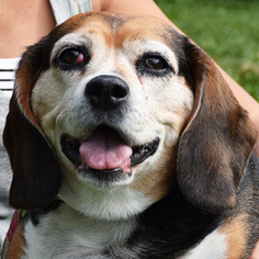 Basset Hound Dogs for adoption in Huntley, IL, USA