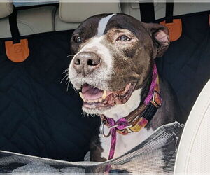 American Pit Bull Terrier-Unknown Mix Dogs for adoption in Princeton, MN, USA