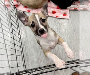 Mutt Dogs for adoption in GILBERTS, IL, USA