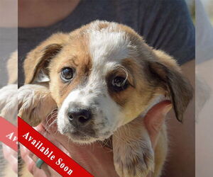 Sheprador Dogs for adoption in Huntley, IL, USA