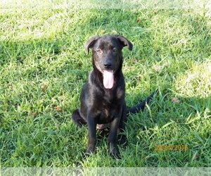 Labrador Retriever-Unknown Mix Dogs for adoption in Hull, MA, USA