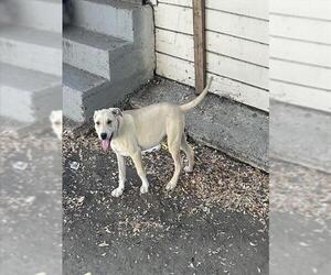 Mutt Dogs for adoption in Stockton, CA, USA