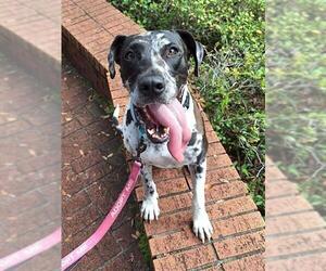 Catahoula Leopard Dog-Great Dane Mix Dogs for adoption in Ocala, FL, USA