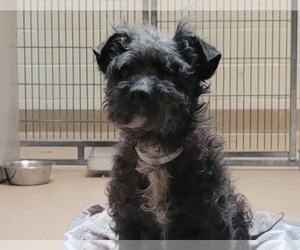 - Mix Dogs for adoption in Martinez, CA, USA