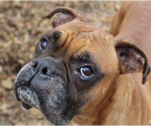 Boxer Dogs for adoption in Jackson, MS, USA