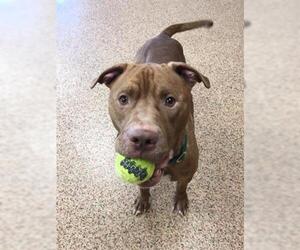  Dogs for adoption in Springfield, MA, USA